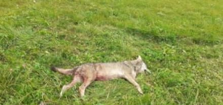 BARBANIA - Un lupo trovato morto a pochi passi dal centro abitato