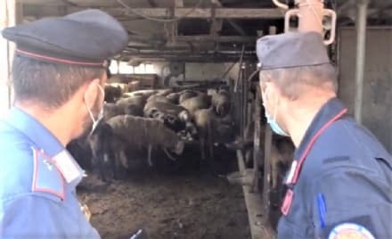 MAPPANO - Sequestrato mattatoio clandestino: denunciato il titolare e altre 25 persone