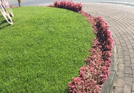 BOLLENGO - Ancora vandali in azione, devastati i fiori della rotonda dell'Allaas