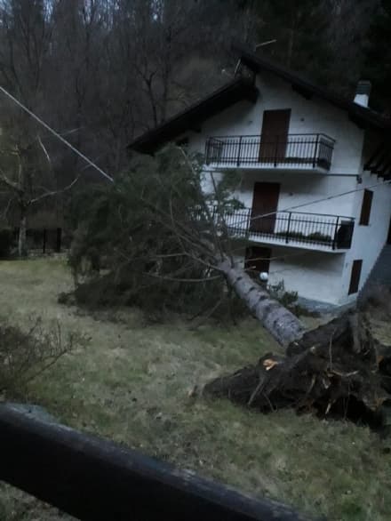 VALLE SOANA - Raffiche di fhoen abbattono gli alberi