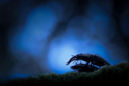 PARCO GRAN PARADISO - L'emozione della natura in un click, torna il concorso internazionale Fotografare il Parco