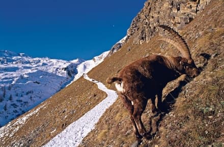 CERESOLE - Buon compleanno dalle marmotte del Parco