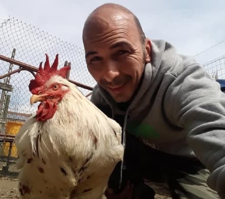 IVREA - Gallo vivo gettato in un bidone: migliorano le condizioni di salute