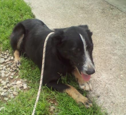 Cane smarrito ritrovato a RIVARA