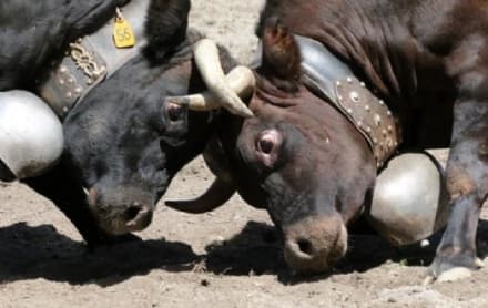 TAVAGNASCO - Domenica il gran finale della battaglia delle reines