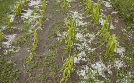 NUBIFRAGIO SUL CANAVESE - Distrutte le coltivazioni di mais