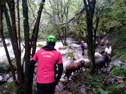 MALTEMPO IN CANAVESE - Pastore bloccato durante la transumanza: intervento del soccorso alpino - FOTO