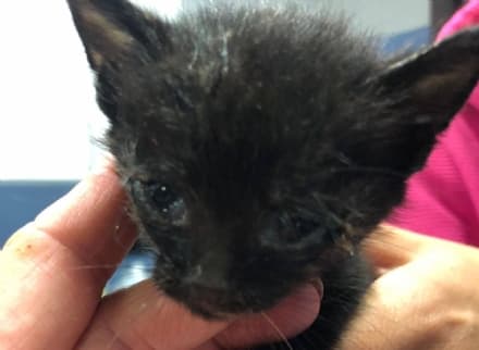 MERCENASCO - Gattino abbandonato nel cassonetto del vetro: salvato per un pelo