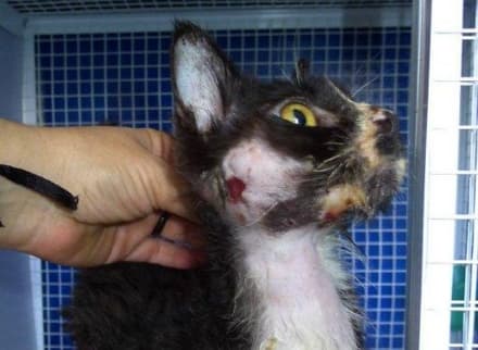 PONT - Un lager per cani e gatti: 49enne condannato dal tribunale di Ivrea - FOTO