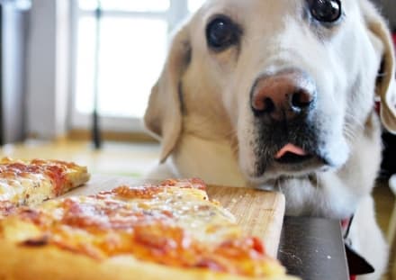 PET - Mangi una pizza, salvi un cucciolo