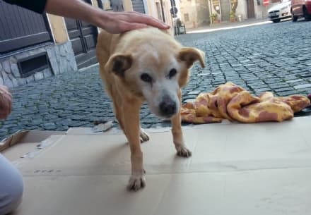AGLIÈ - Cittadini di buon cuore salvano un cane ferito - FOTO