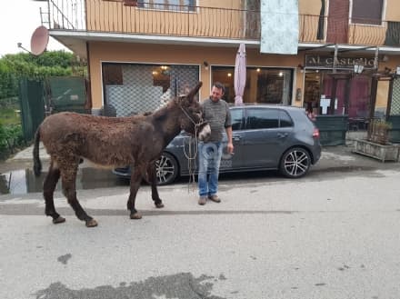 AGLIE' - Asino e pony a spasso sulla provinciale: traffico in tilt - FOTO e VIDEO