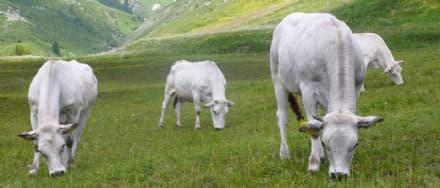 CANAVESE - Aumentano i prezzi dei cerali e dell'energia, allevamenti di razza Piemontese a rischio chiusura