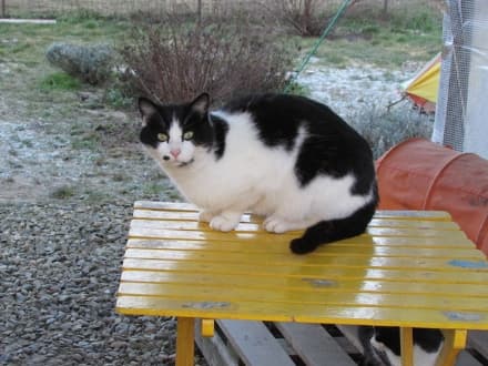 RIVAROLO CANAVESE - Ventisei gatti sfortunati in cerca di una famiglia - FOTO