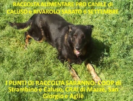 CANAVESE - Sabato la raccolta alimentare per i rifugi di Caluso e Rivarolo