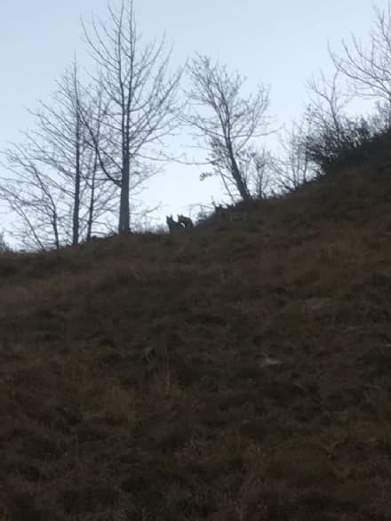CANAVESE - Nuovi avvistamenti di lupi in Valle Soana, nel parco del Gran Paradiso