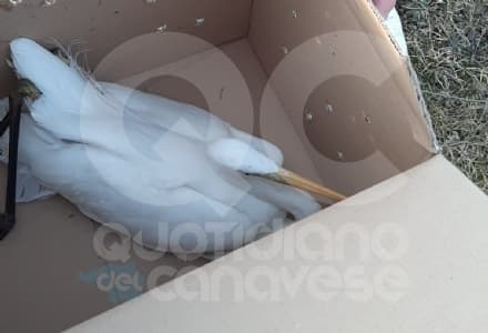 TORRE CANAVESE - Airone ferito cade nell'acqua: soccorso dai giocatori del golf club - FOTO