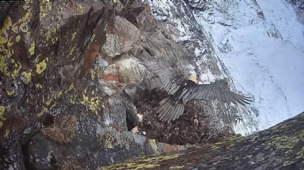 PARCO GRAN PARADISO - Tutte e tre le coppie di Gipeto hanno portato a termine la deposizione delle uova