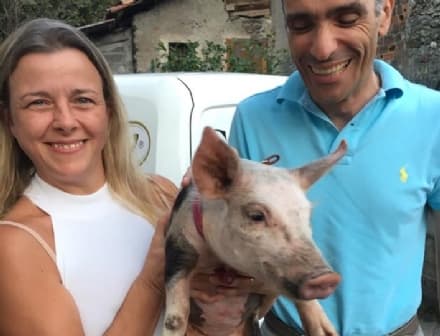 BORGOFRANCO D'IVREA - Ladri senza cuore rubano anche la maialina domestica malata: appello per ritrovarla