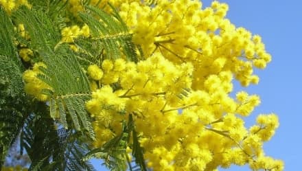 MONTALTO DORA - Per l'otto marzo l'Anpi ricorda le staffette