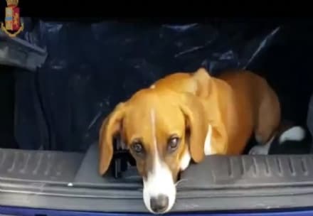 CANAVESE - Polizia arresta tre finti carabinieri autori di truffe e furti: sono tutti canavesani. Avevano appena rubato anche un cane - VIDEO ARRESTO