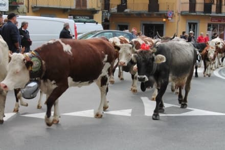 CANAVESE - La tradizionale transumanza diventa una festa per le Valli Orco e Soana