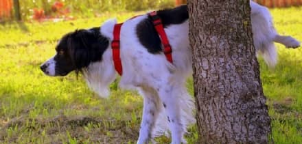 CHIVASSO - Cani che sporcano: multe fino a 450 euro per i padroni