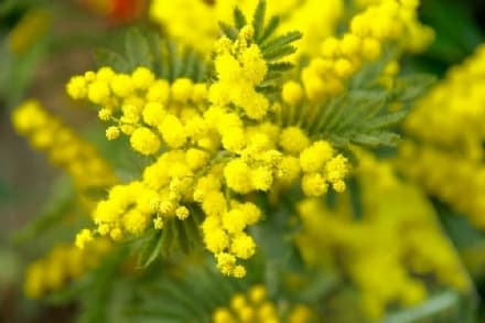 FAVRIA - L'otto marzo diventa un concerto online: La forza delle donne