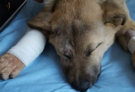 LEINI - Investe un cane con l'auto e scappa: si cercano testimoni