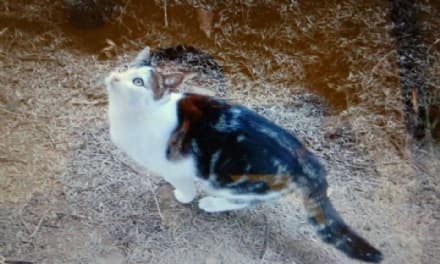 SALASSA - Gatta smarrita in via Torino