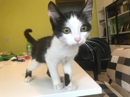 CASTELLAMONTE - Gattino trovato in frazione Filia recuperato dalla nostra redazione