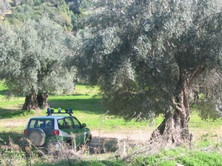 CUORGNE' - Uno screening per scoprire alberi pericolosi