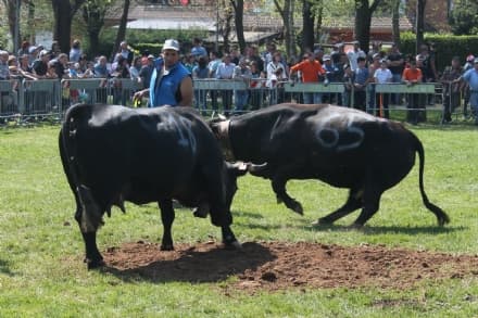 LOCANA - Mucca incorna allevatore e lo manda in ospedale