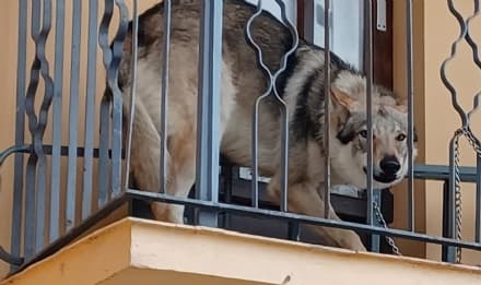 FRONT CANAVESE - Lupo cecoslovacco bloccato al freddo su un balcone: intervento di carabinieri e vigili del fuoco