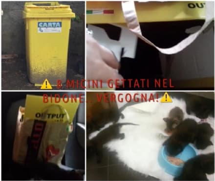 RIVAROLO CANAVESE - Otto gattini appena nati abbandonati dentro un bidone dell'immondizia