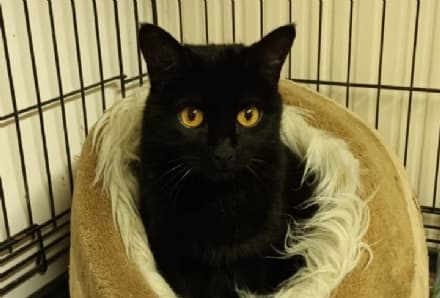 IVREA - La sua umana è mancata all'improvviso: ora CiCi cerca una nuova casa per sempre