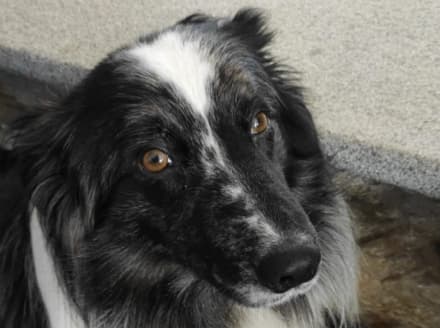 CASTELLAMONTE - Appello per ritrovare Balu, scappato a causa dei botti di Capodanno