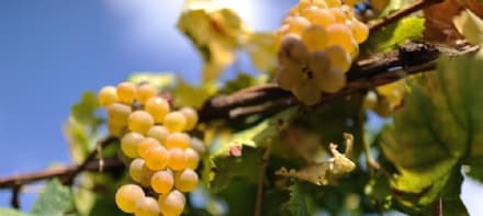 CALUSO-CUCEGLIO-SAN GIORGIO-AGLIE' - Il freddo devasta l'Erbaluce: «Metà della produzione è già compromessa»