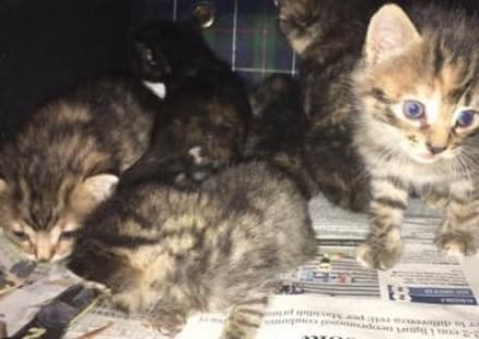 RIVAROLO - Sette gattini chiusi dentro una scatola di scarpe e abbandonati a Villa Vallero