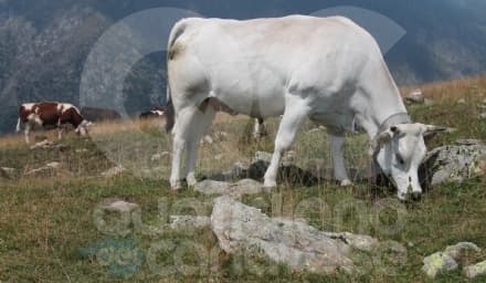 CANAVESE - Allarme dell'Uncem: «Drammatica siccità per gli alpeggi: mai vista una situazione cosi»