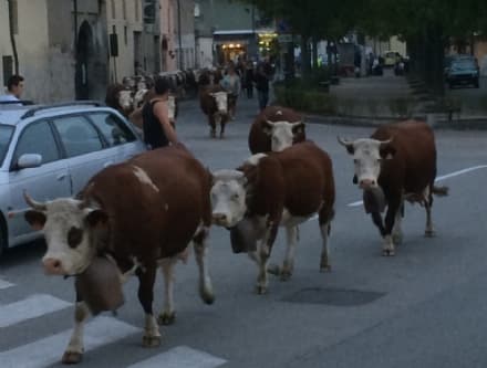 FAVRIA - Il rientro dall'alpeggio in centro al paese - FOTO