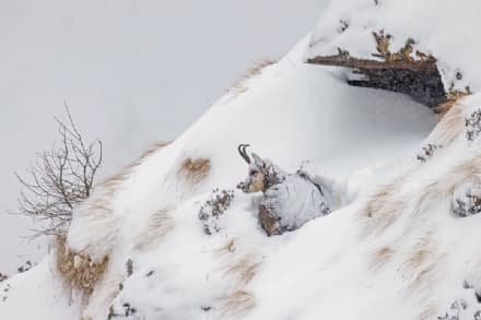 GRAN PARADISO - Ecco chi ha vinto «Fotografare il Parco» - FOTO