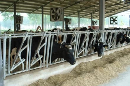 ALLEVAMENTI - Allarme Coldiretti: «Mucche stressate a causa del caldo: cala la produzione di latte»