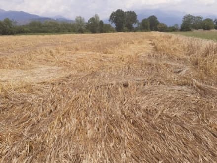 CANAVESE - Rivarolo, Busano, Favria, Oglianico: danni ingenti all'agricoltura dopo la grandinata - FOTO