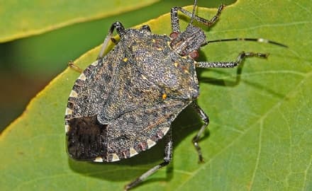 CANAVESE - La vespa samurai combatterà la cimice asiatica: via libera anche dall'Europa