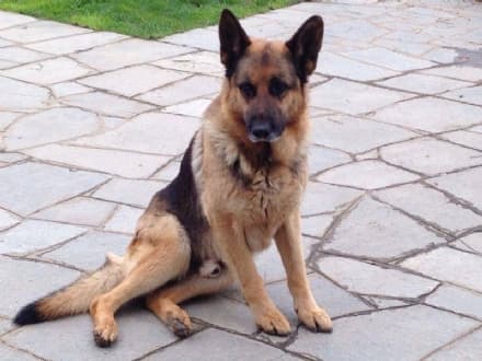 BOSCONERO - Cane scappa per il temporale e non torna più a casa