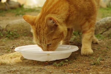 SOLIDARIETA' - 300 gatti senza cibo: le detenute del carcere delle Vallette chiedono aiuto
