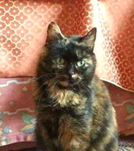 IVREA - Micina smarrita in zona via San Lorenzo