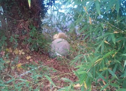 CHIAVERANO - Ladri rubano i fiori in via Burolo. Vandali lanciano nel lago Sirio i panettoni di cemento
