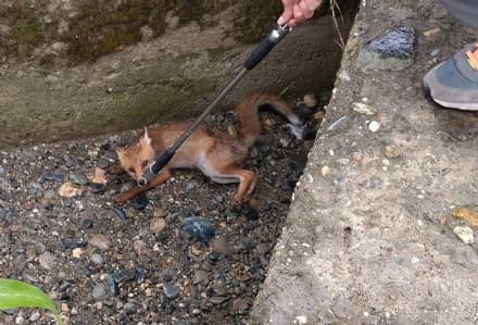 CANDIA CANAVESE - Non ce l'ha fatta la volpe investita trovata in un fosso lungo la provinciale